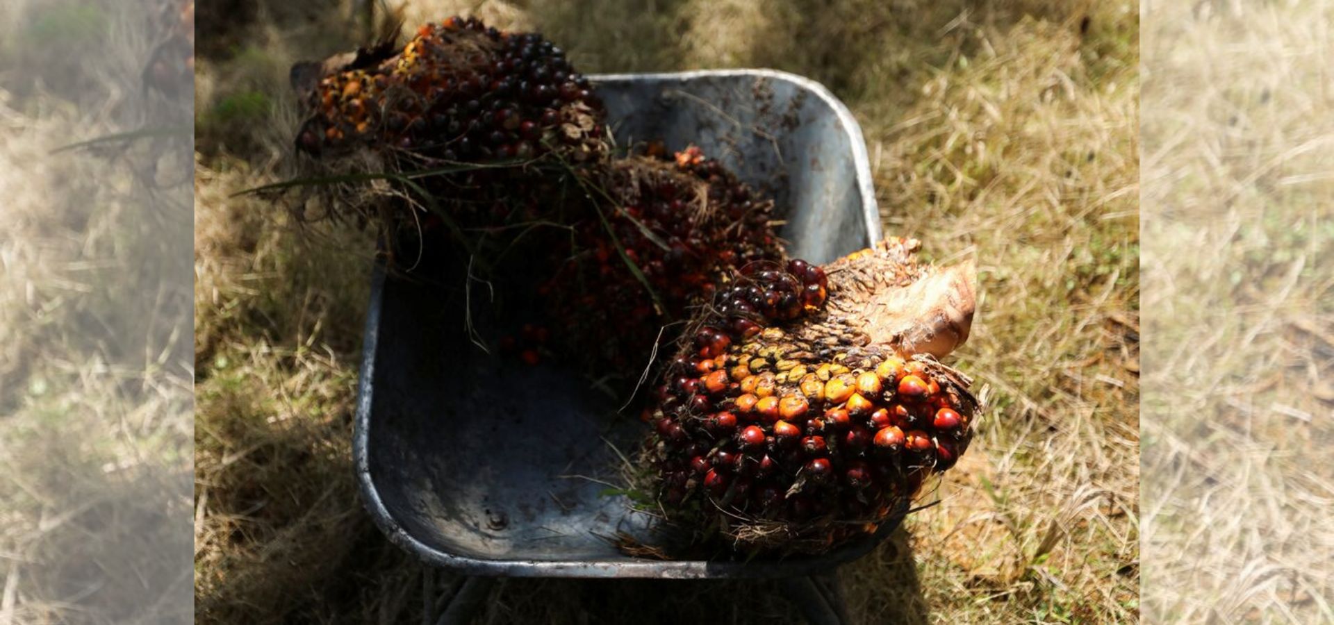 Growing tensions between Asian palm oil producers and the European Union